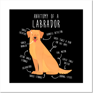 Yellow Labrador Retriever Dog Anatomy Posters and Art